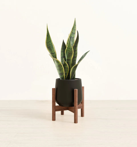 Golden Snake Plant