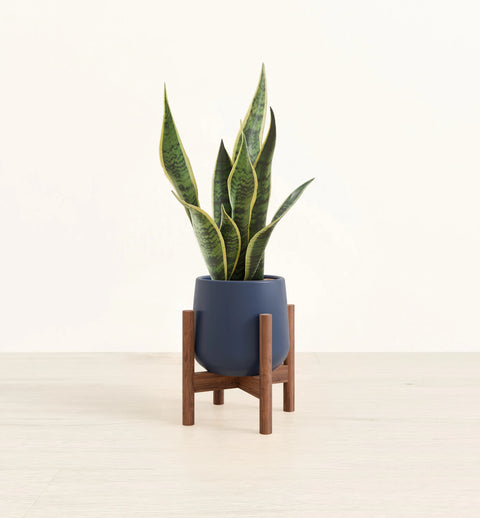 Golden Snake Plant