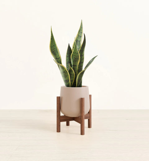 Golden Snake Plant