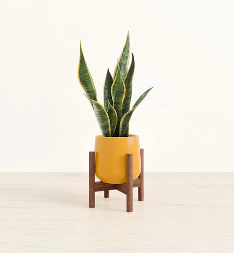 Golden Snake Plant