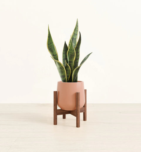 Golden Snake Plant