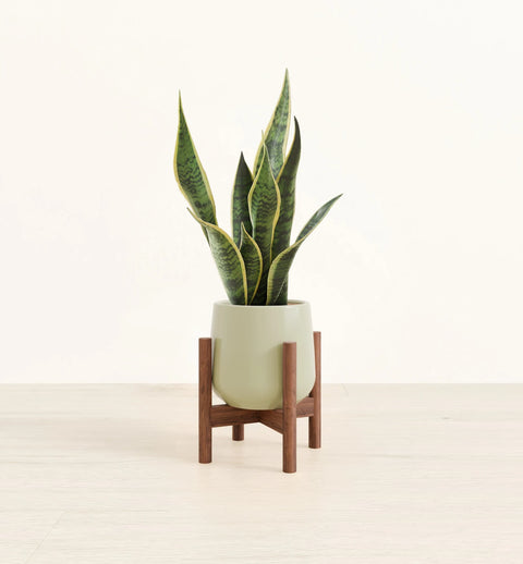 Golden Snake Plant