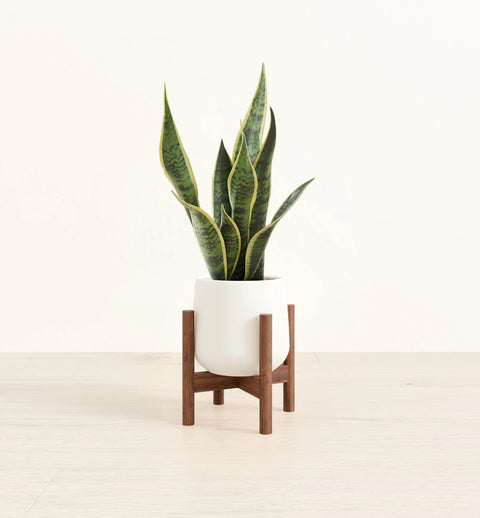 Golden Snake Plant