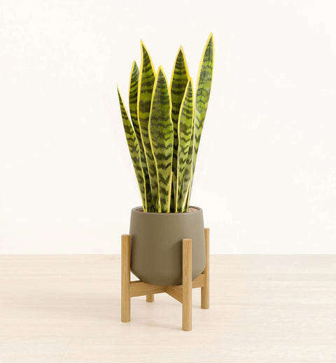 Golden Snake Plant