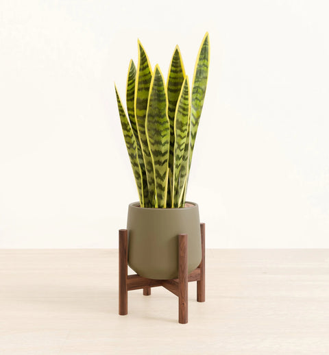 Golden Snake Plant