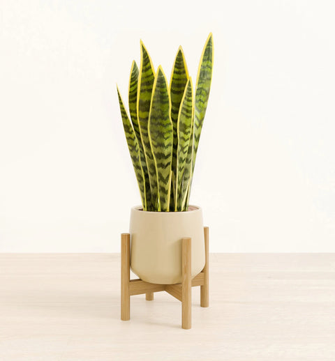 Golden Snake Plant