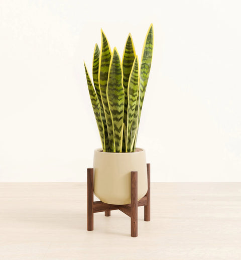 Golden Snake Plant