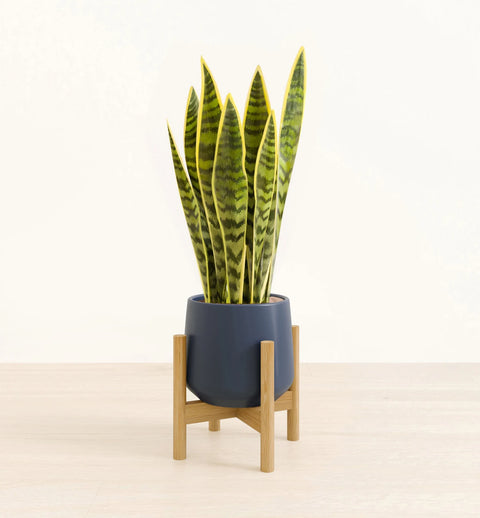 Golden Snake Plant