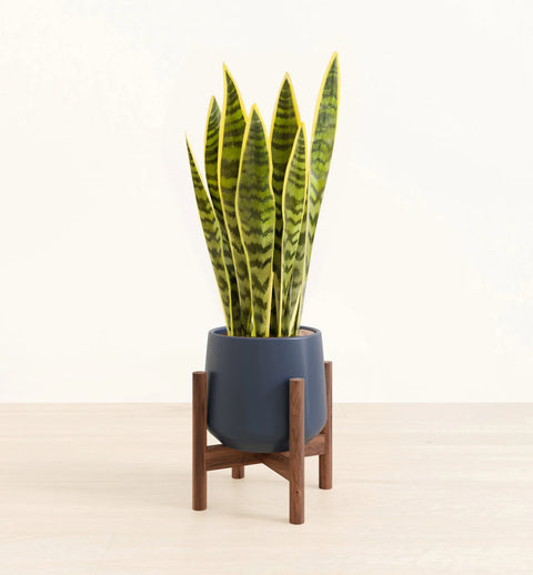 Golden Snake Plant