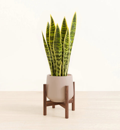 Golden Snake Plant