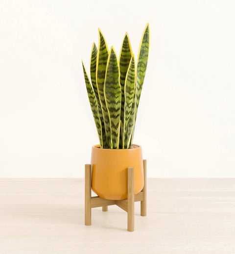 Golden Snake Plant