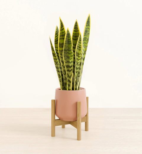 Golden Snake Plant