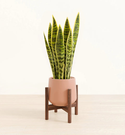 Golden Snake Plant