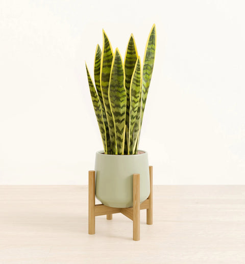 Golden Snake Plant