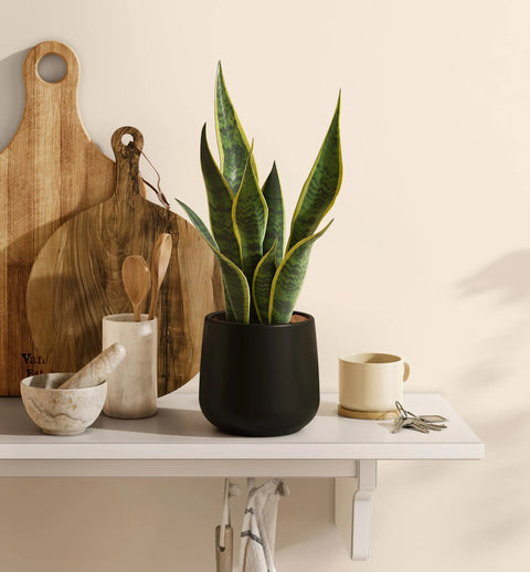 Golden Snake Plant