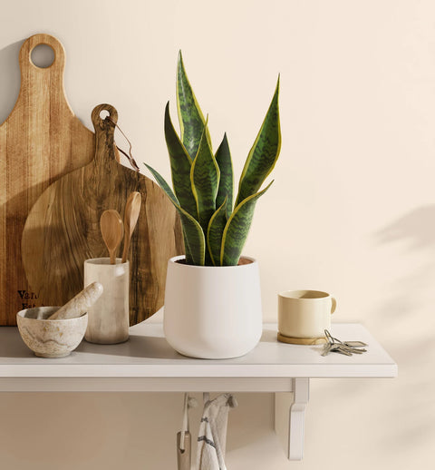 Golden Snake Plant