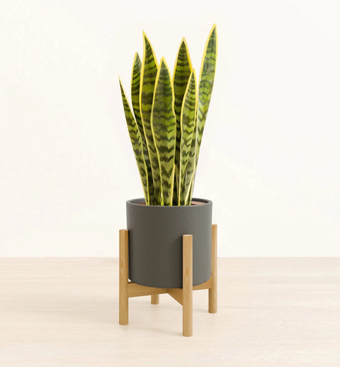 Golden Snake Plant