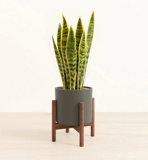 Golden Snake Plant