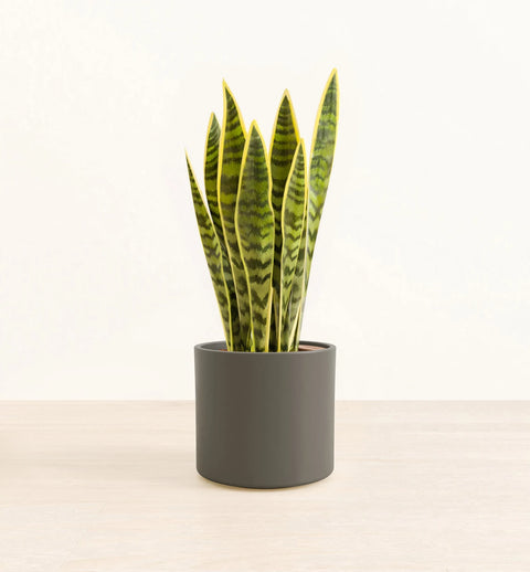 Golden Snake Plant