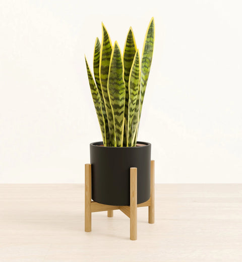 Golden Snake Plant