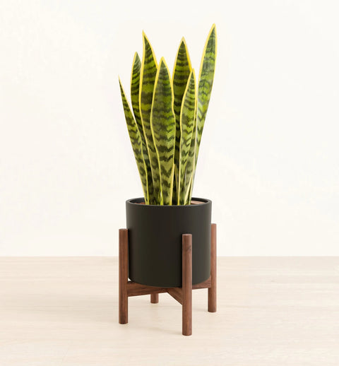 Golden Snake Plant