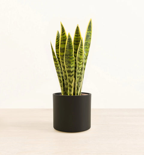 Golden Snake Plant