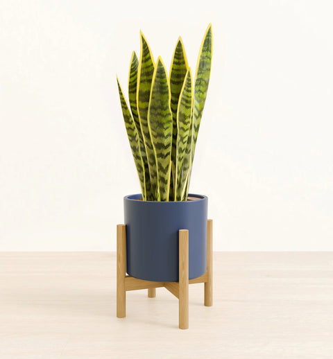 Golden Snake Plant