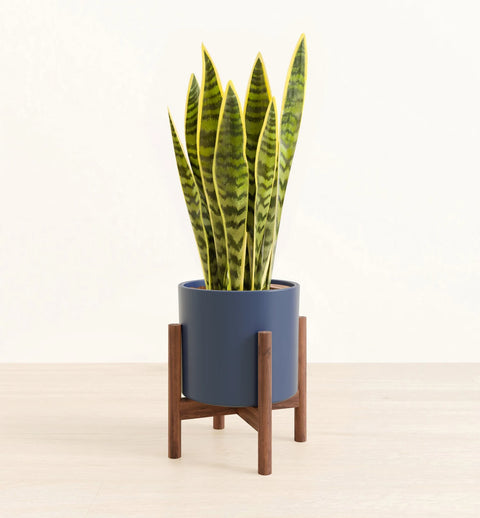 Golden Snake Plant