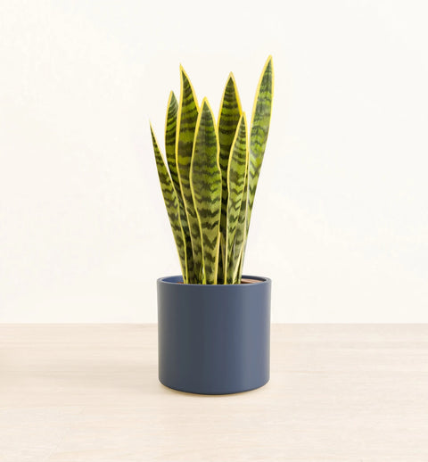 Golden Snake Plant