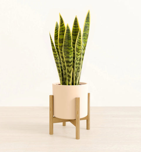 Golden Snake Plant