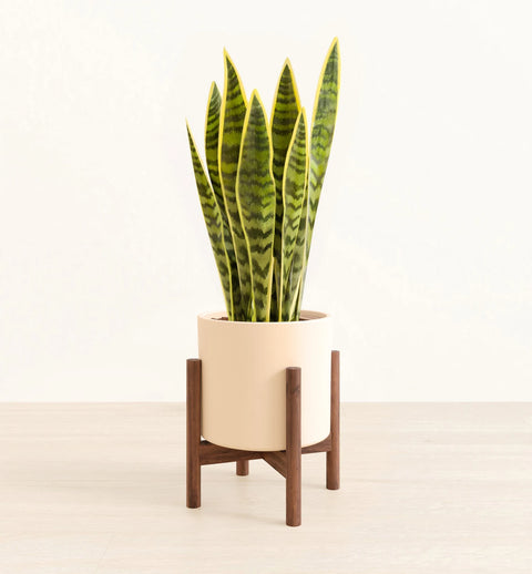 Golden Snake Plant