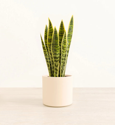 Golden Snake Plant