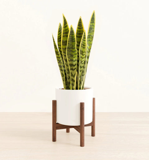 Golden Snake Plant