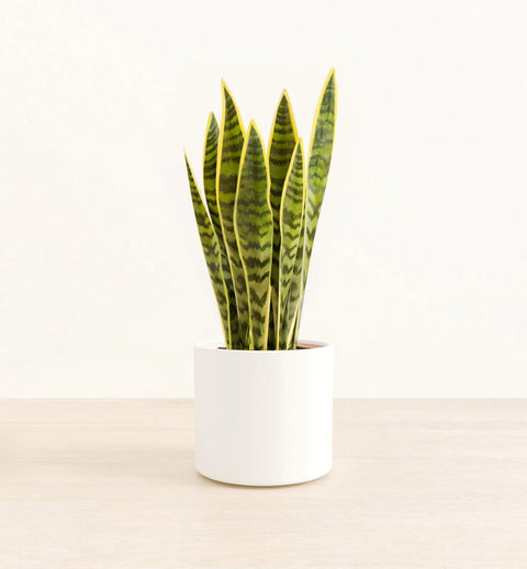 Golden Snake Plant