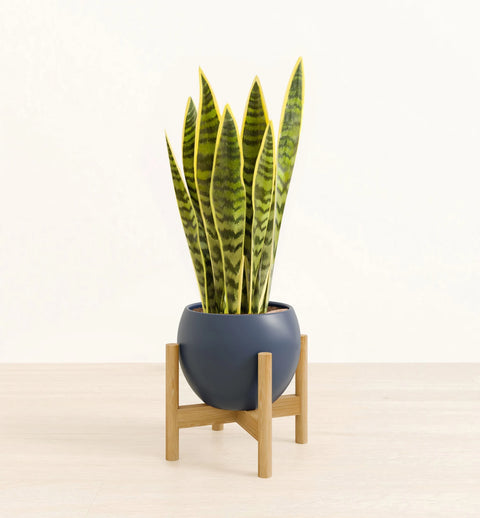 Golden Snake Plant