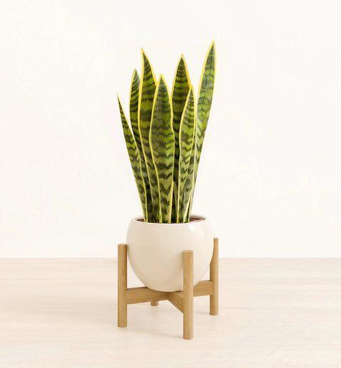 Golden Snake Plant