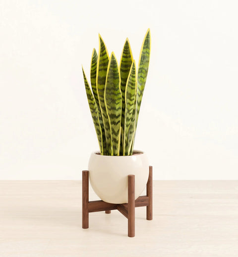 Golden Snake Plant