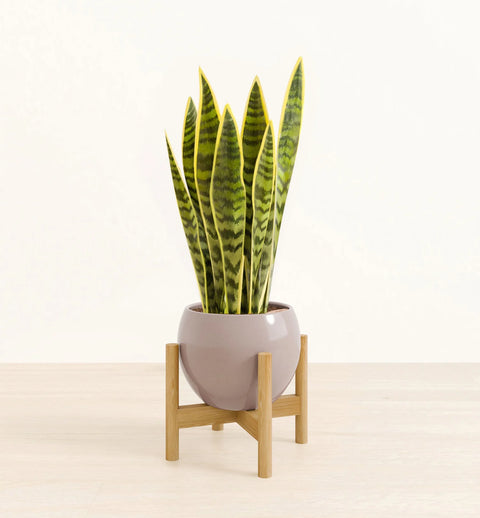 Golden Snake Plant