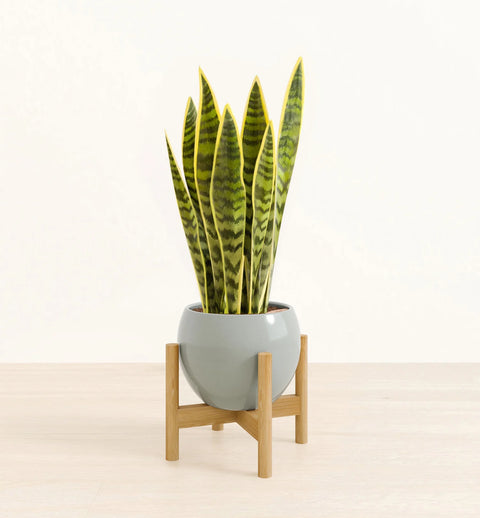 Golden Snake Plant