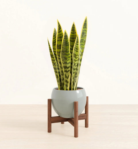 Golden Snake Plant