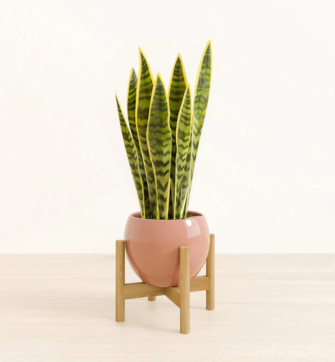 Golden Snake Plant