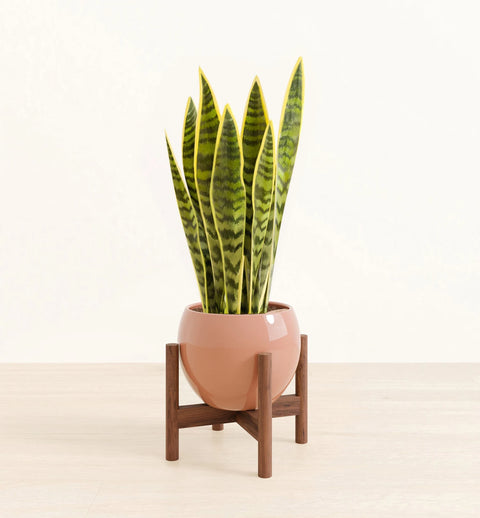 Golden Snake Plant
