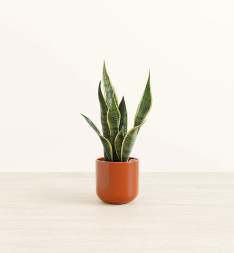 Golden Snake Plant