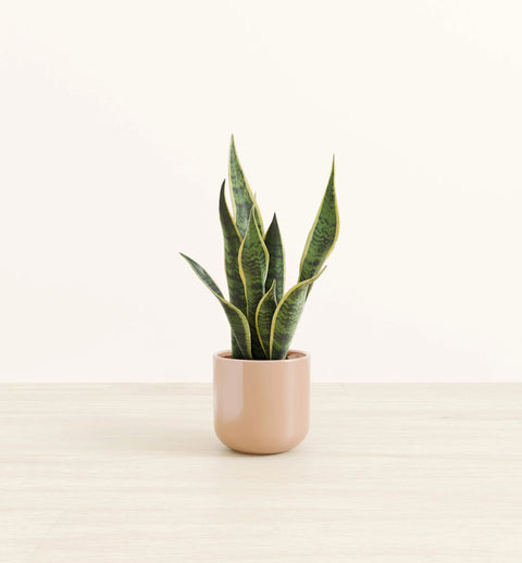 Golden Snake Plant