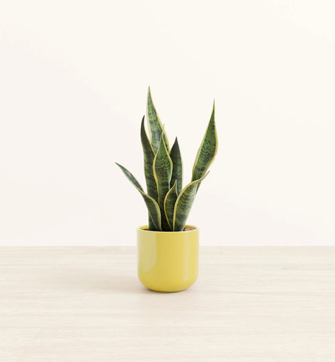 Golden Snake Plant