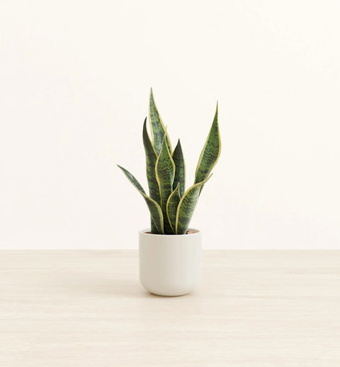 Golden Snake Plant