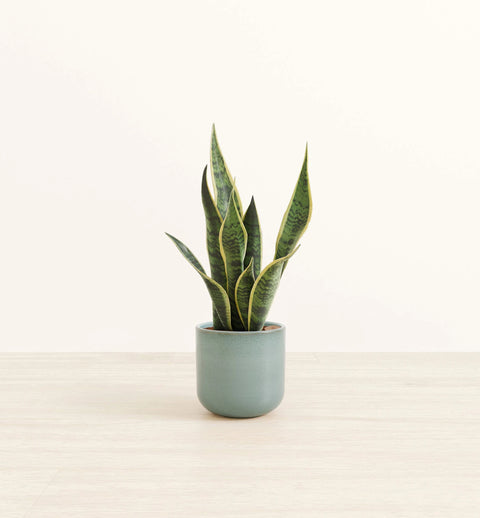 Golden Snake Plant
