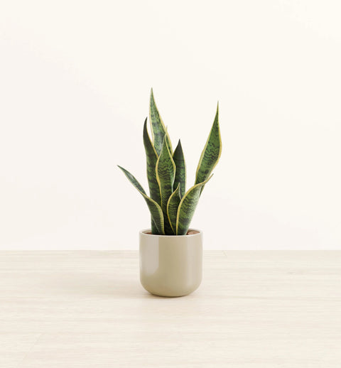 Golden Snake Plant