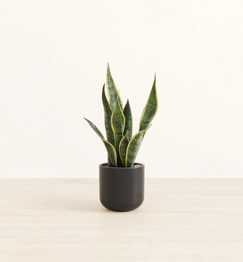 Golden Snake Plant