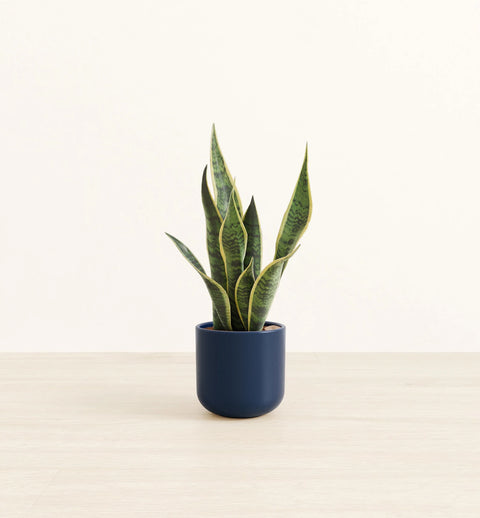 Golden Snake Plant